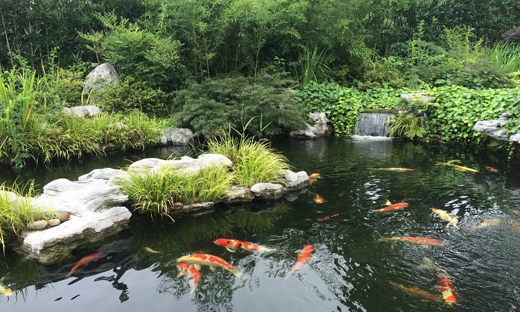 鱼池与景观水处理